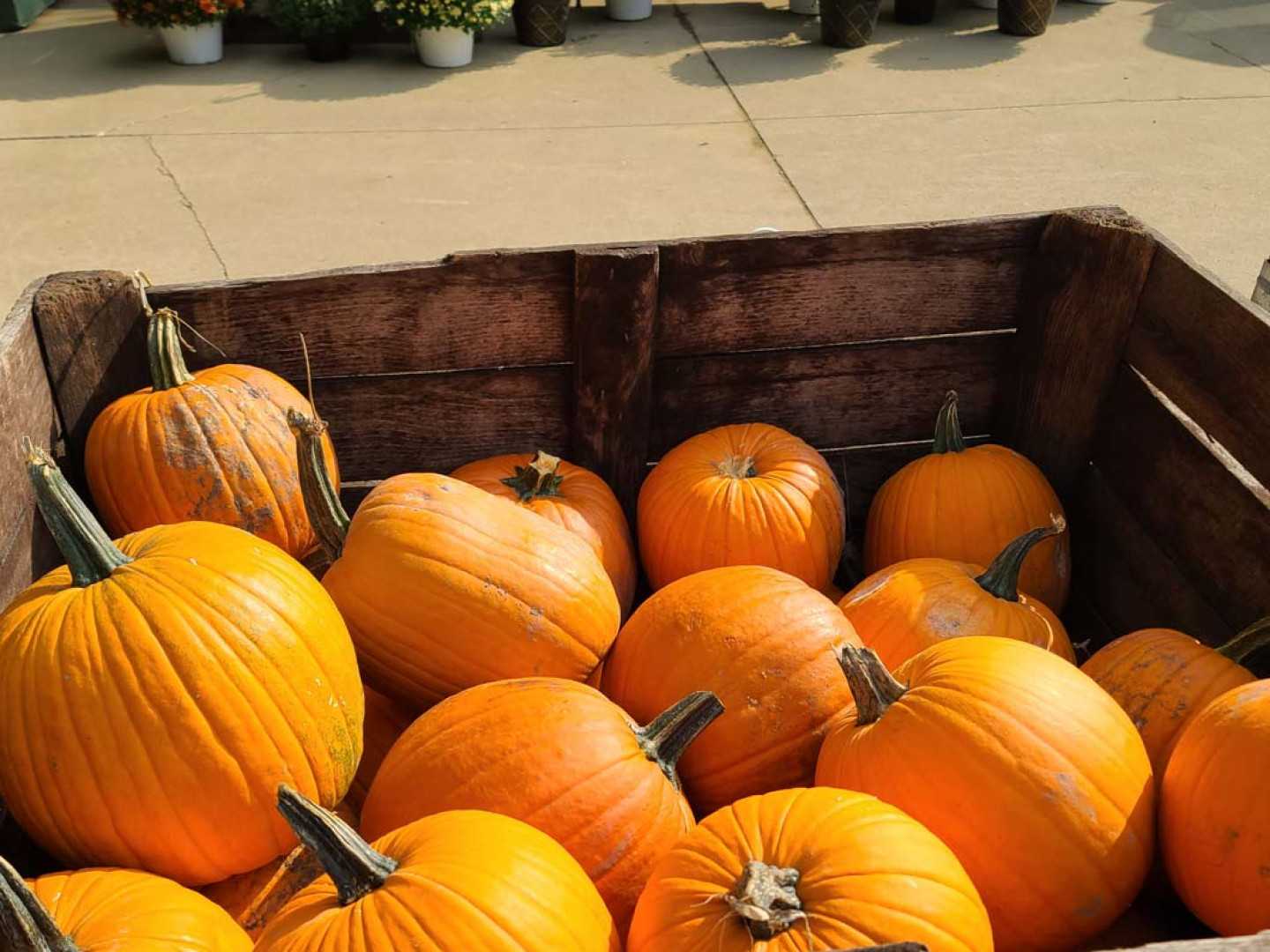 Pumpkins & Mums for Sale Flint, MI Damouni Orchards